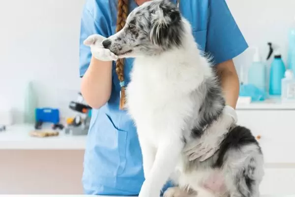 Veterinaria atendiendo a un perro